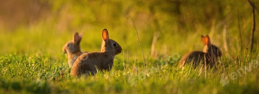 Rabbit History